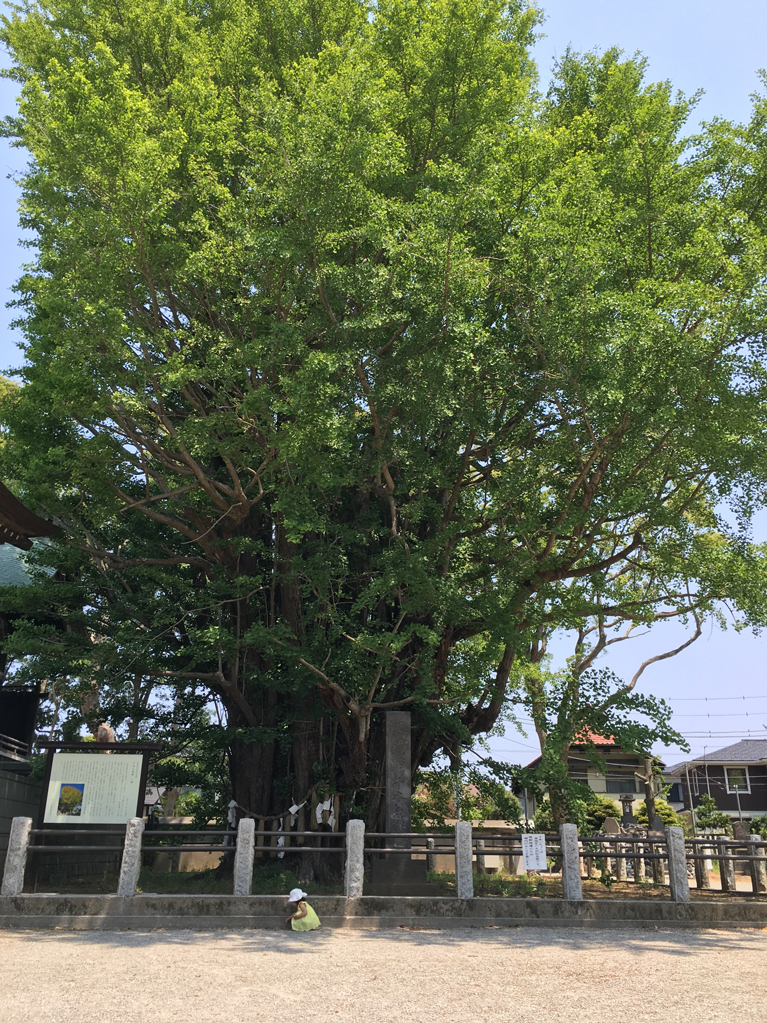 葛飾八幡宮　新緑の千本公孫樹