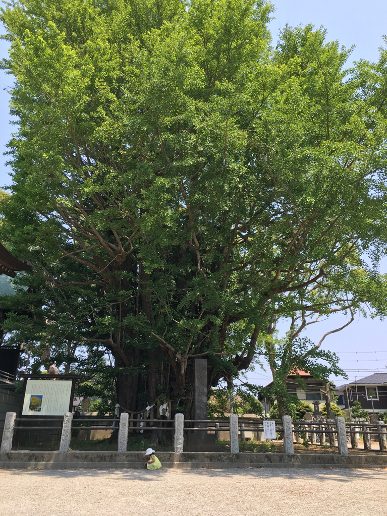 葛飾八幡宮　新緑の千本公孫樹