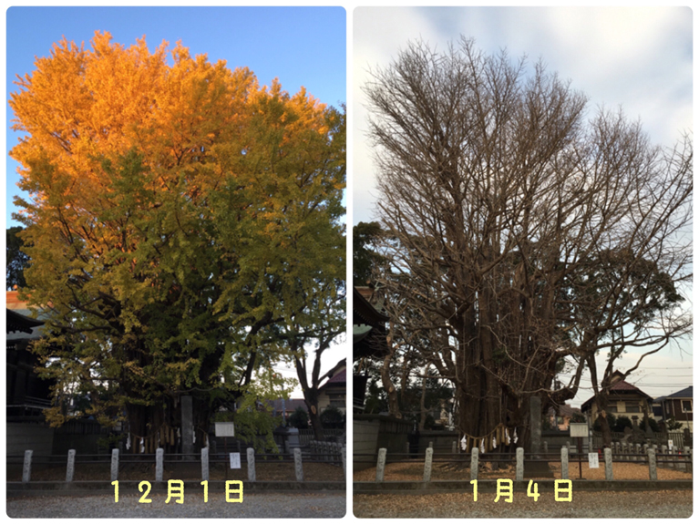 本年も宜しくお願い致します_img02