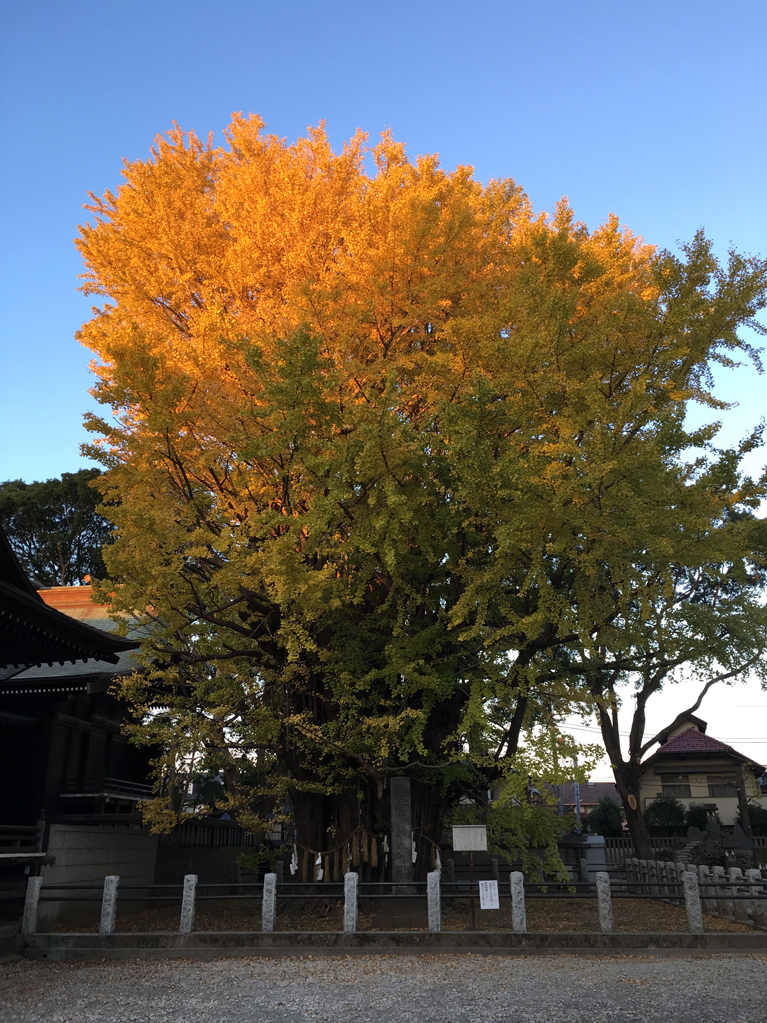 葛飾八幡宮のイチョウが見頃ですね