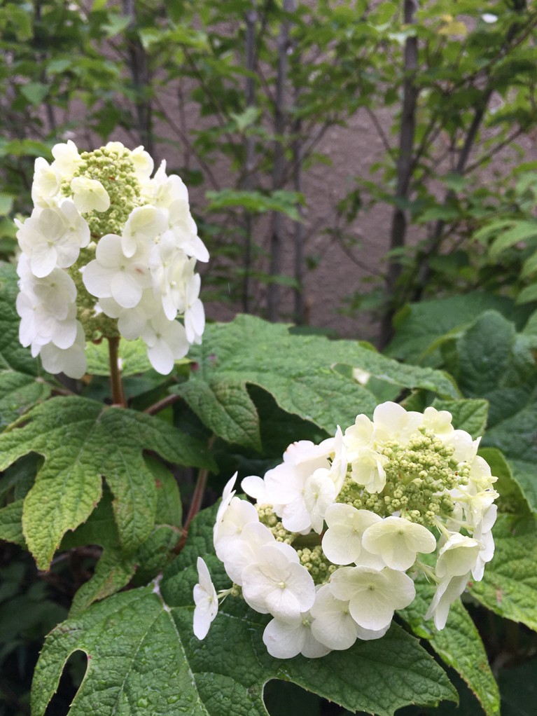 柏葉紫陽花が綺麗に咲く時期です