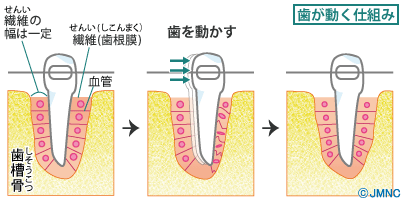 歯が動くメカニズム